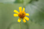 Oppositeleaf spotflower